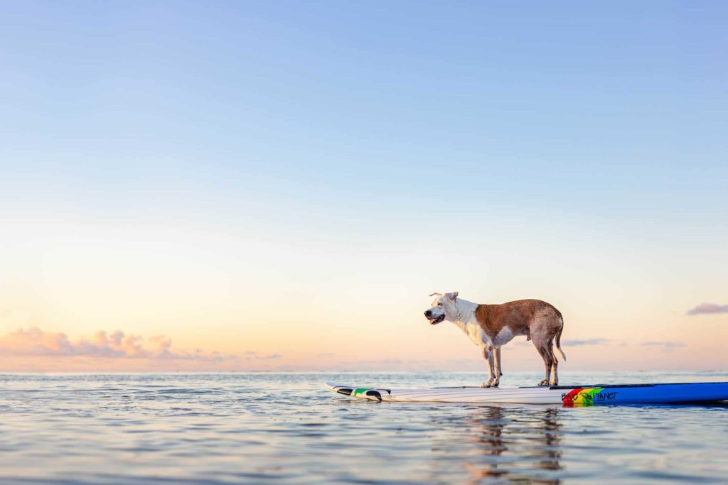 dog on paddelboard Kuliouou Beach Oahu Keri Nakahashi Photography