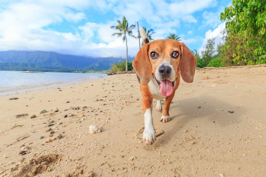 Kualoa Beach dog photoshoot on Oahu best of Oahu beaches