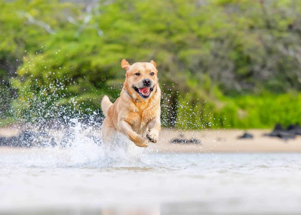 Kuliouou Beach dog running in ocean dog photography by Keri Nakahashi Photography, best of Oahu beaches