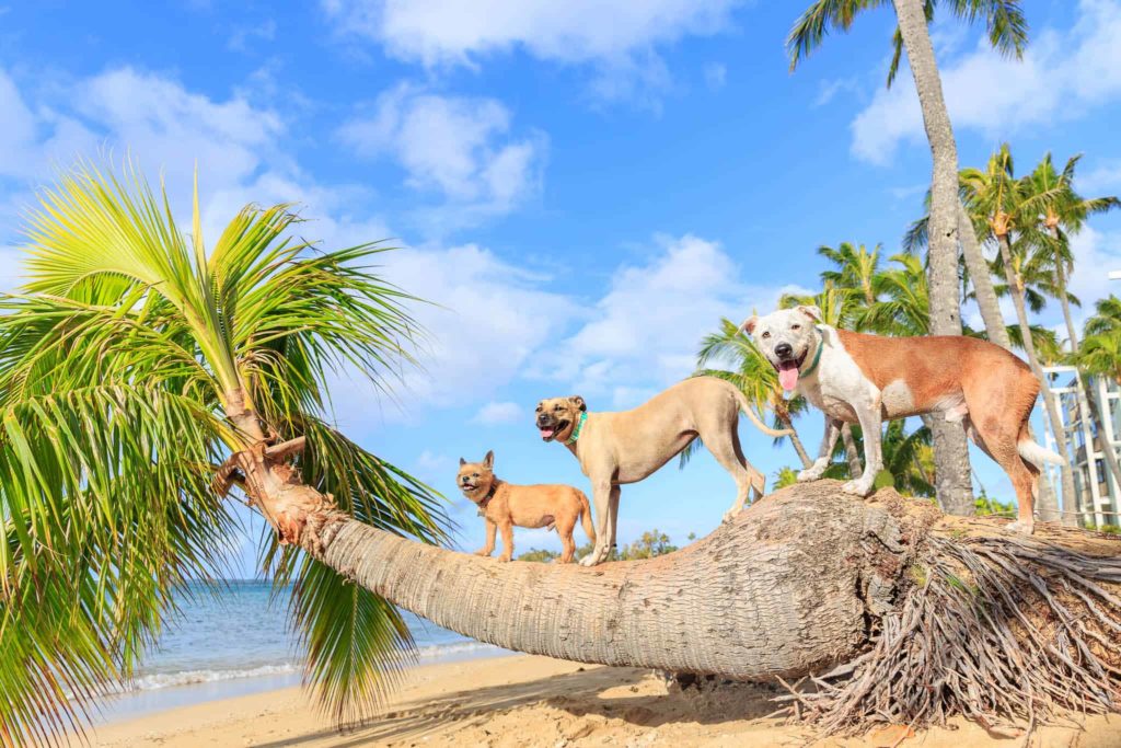 Waialae Beach dog photography by Keri Nakahashi Photography, best of Oahu beaches
