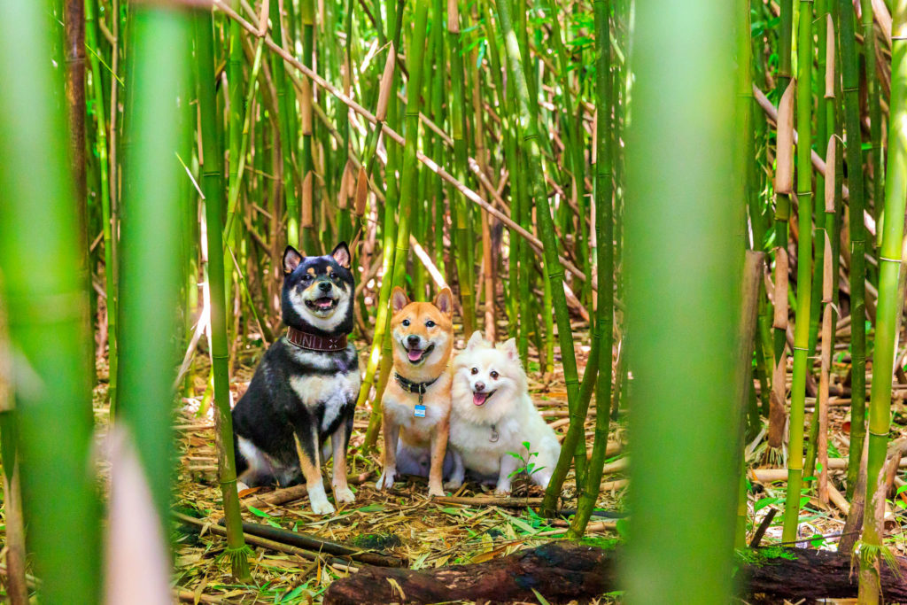dog photo shoot at Lulumahu Falls in Honolulu Dog Friendly Hikes On Oahu