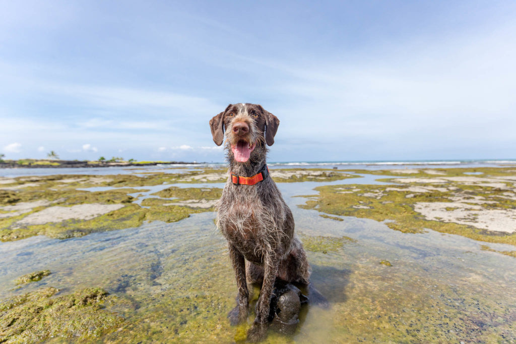 dog photoshoot in Hawaii with Keri Nakahashi Photography
