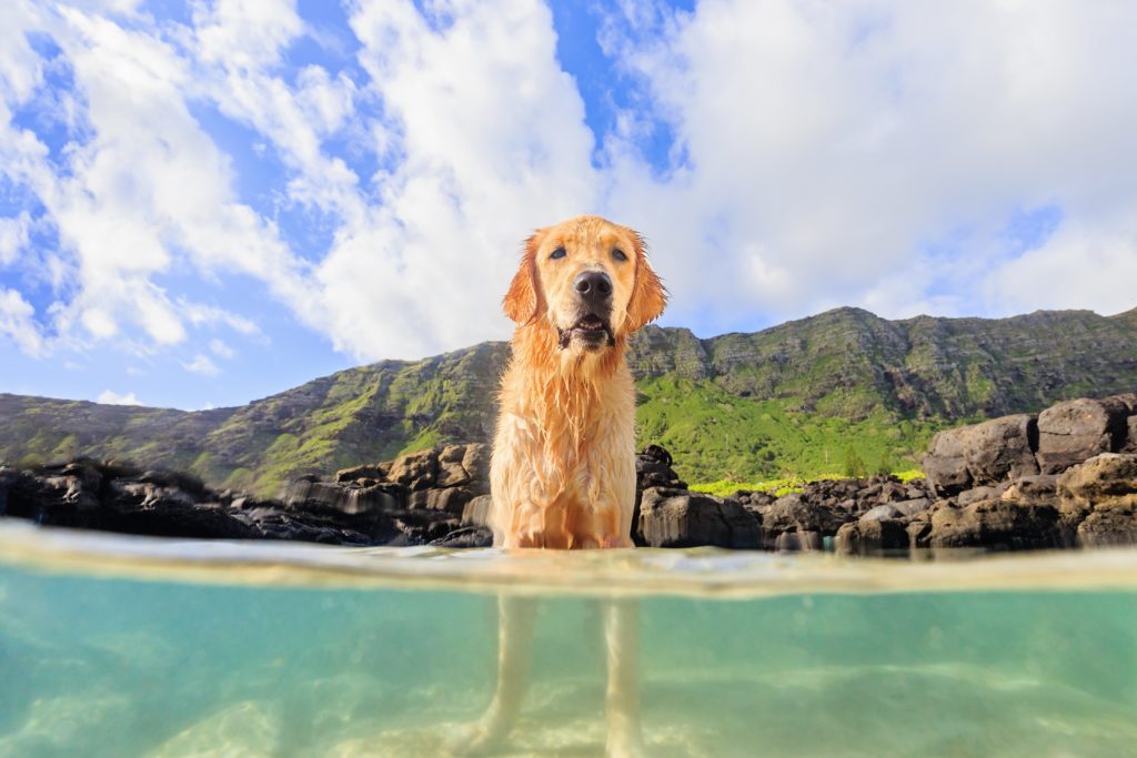 hawaii pet photographer image of dog in water