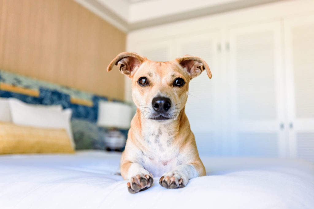 Commercial pet photography in Honolulu hotel by Keri Nakahashi Photography