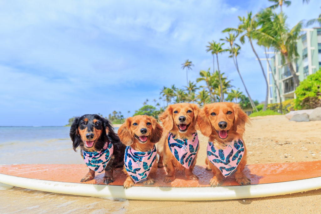 Dog commercial pet phography in Honolulu by Keri Nakahashi Photography