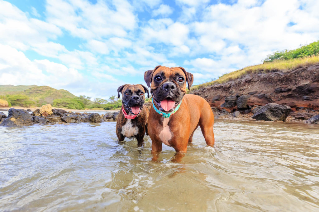 Professional dog photo shoot in Honolulu by Keri Nakahashi Photography