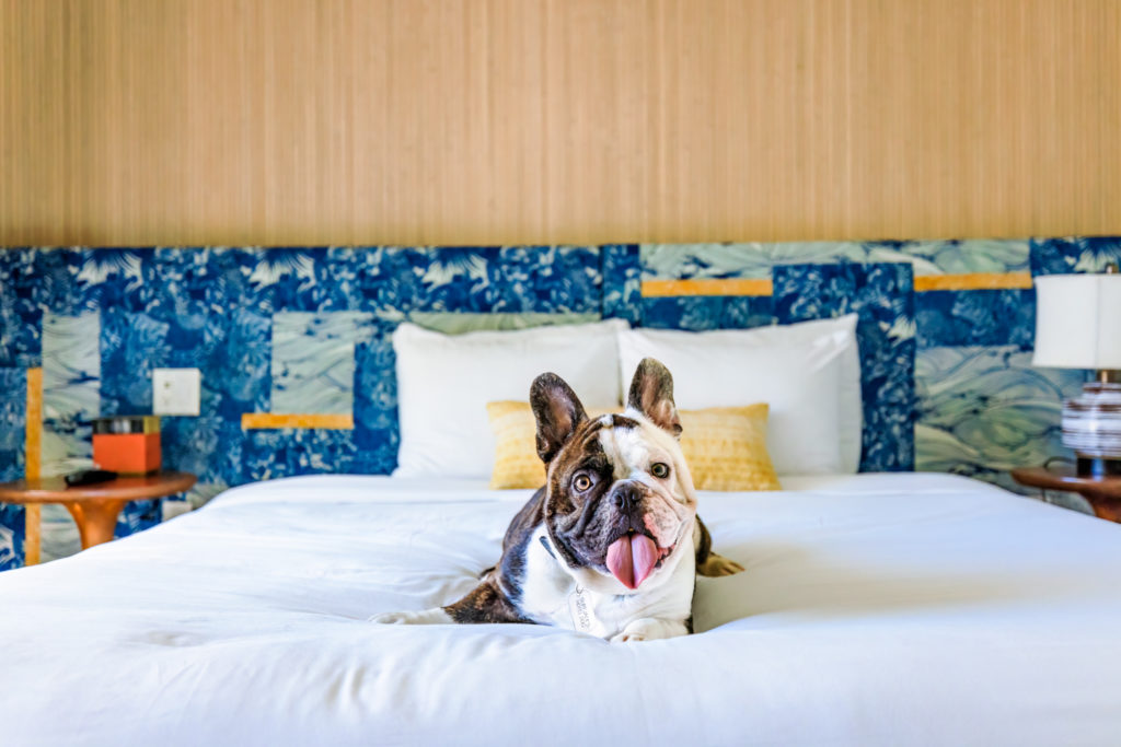 Surfjack Hotel Honolulu dog on bed dog friendly by Keri Nakahashi Photography