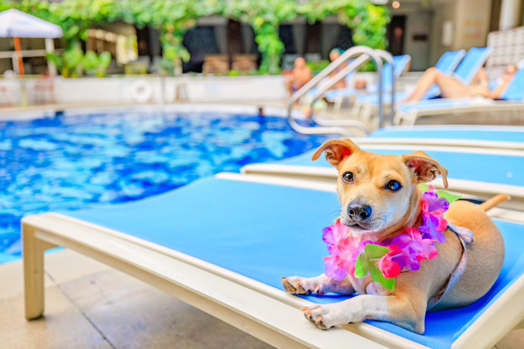 Surfjack Hotel dog friendly hotel honolulu by Keri Nakahashi Photography