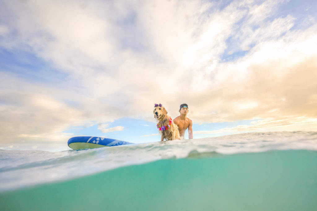 dog surfing Honolulu by Keri Nakahashi Photography