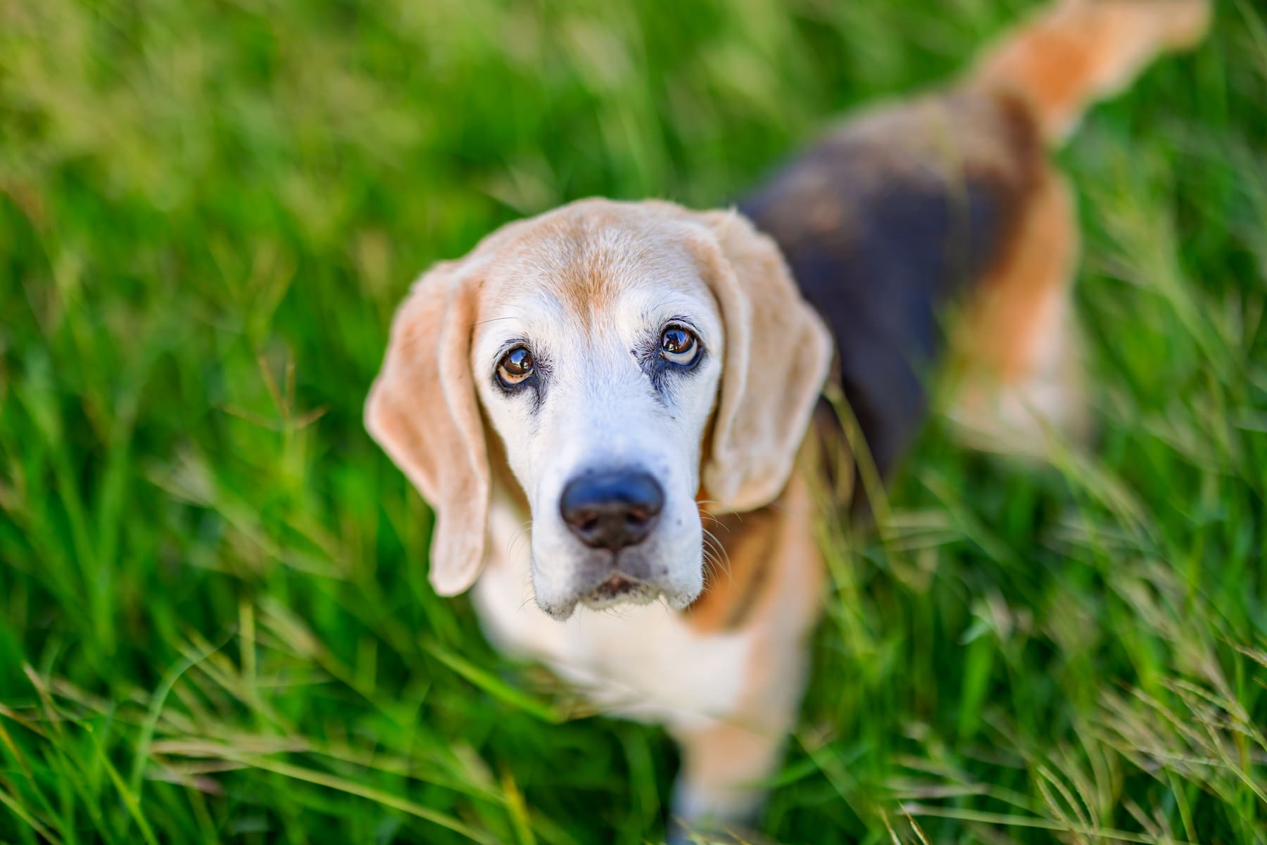 Portrait of a senior dog showing gray fur and gentle eyes